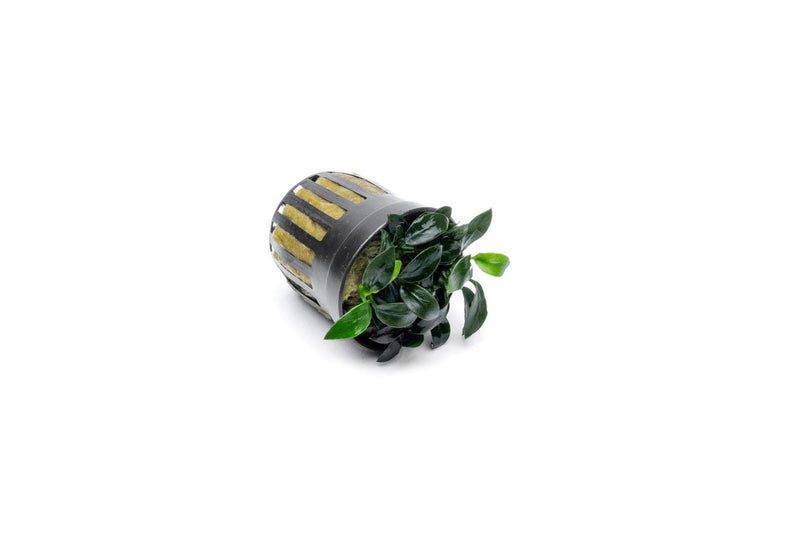 Healthy Anubias Jungle Star aquatic plant by CPA with broad green leaves suitable for freshwater aquariums.