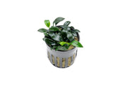 Healthy Anubias Jungle Star aquatic plant from CPA with broad green leaves, ideal for freshwater aquariums.