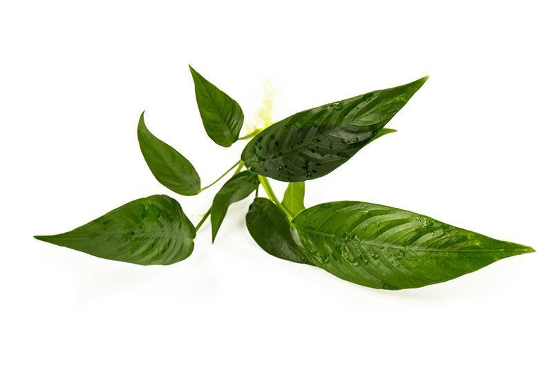 Healthy Anubias Lanceolata aquatic plant from CPA with broad green leaves, ideal for freshwater aquariums.