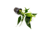 Healthy Anubias Lanceolata aquatic plant from CPA with broad green leaves suitable for freshwater aquariums.