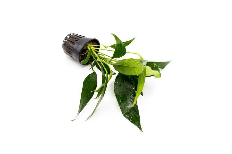 Healthy Anubias Lanceolata aquatic plant from CPA with broad green leaves suitable for freshwater aquariums.