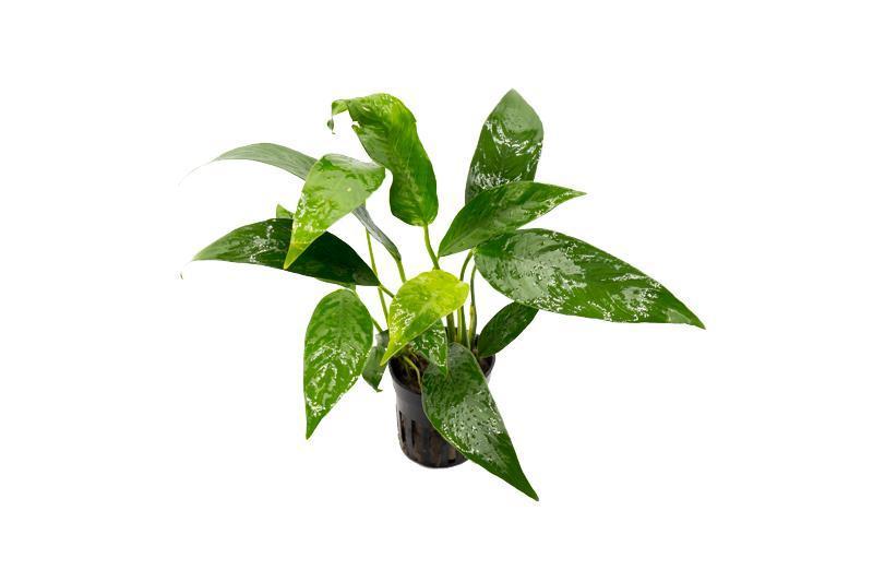 Healthy Anubias Lanceolata aquatic plant from CPA with broad green leaves, ideal for freshwater aquariums.