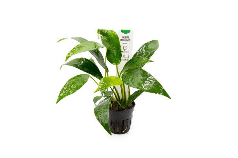 Healthy Anubias Lanceolata aquatic plant from CPA with broad green leaves, ideal for freshwater aquariums.