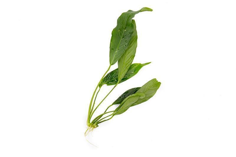 Healthy Anubias Lanceolata aquatic plant from CPA with broad, lance-shaped green leaves suitable for freshwater aquariums.