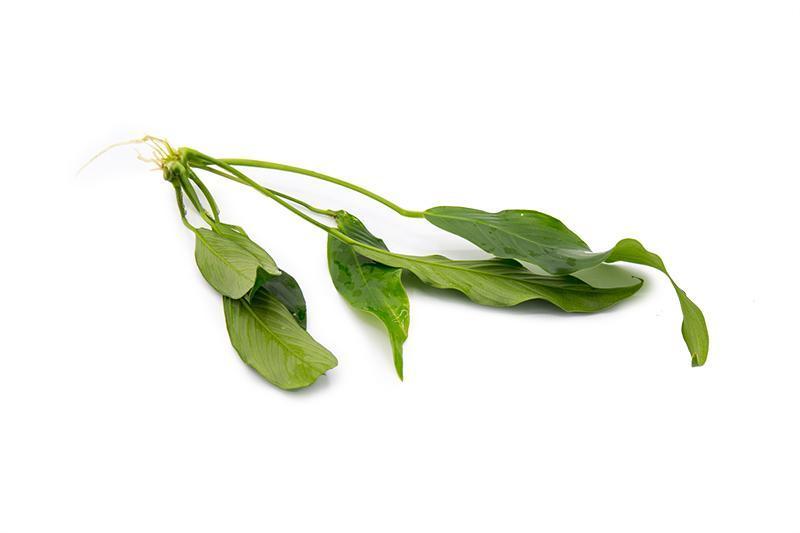 Healthy Anubias Lanceolata aquatic plant from CPA with broad green leaves, ideal for freshwater aquariums.