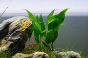 Healthy Anubias Lanceolata aquatic plant from CPA with broad green leaves ideal for freshwater aquariums.