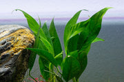 Anubias Lanceolata Mother Pot Aquatic Plant - Buce Plant