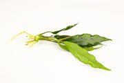 Healthy Anubias Minima aquatic plant by CPA with broad green leaves, suitable for freshwater aquariums.
