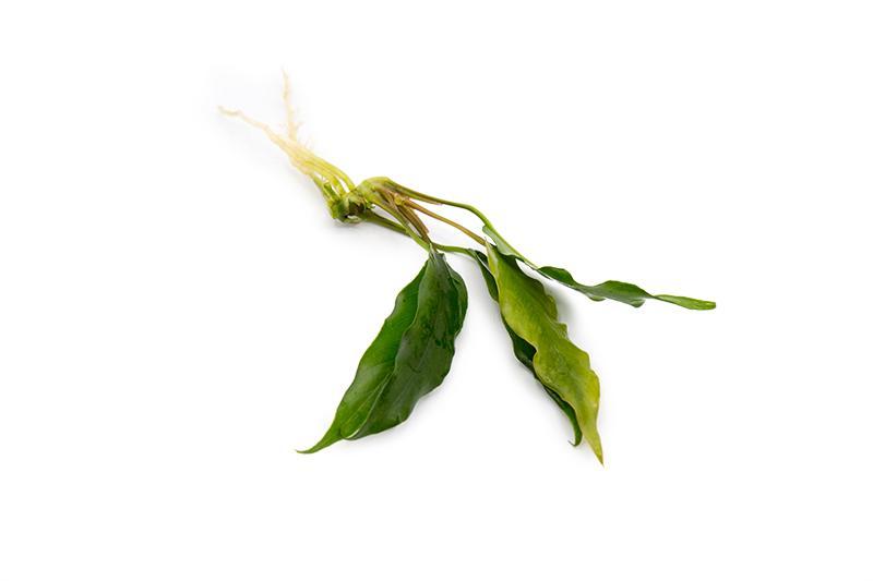 Healthy Anubias Minima aquatic plant from CPA with lush green leaves, suitable for freshwater aquariums.