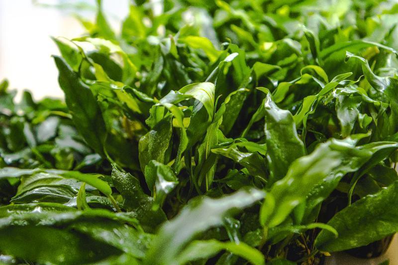 Anubias Minima UNS Tissue Culture Aquatic Plant - Buce Plant