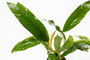 Healthy Anubias Minima aquatic plant from CPA with broad green leaves, ideal for freshwater aquarium decoration.