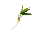 Healthy Anubias Minima aquatic plant from CPA, with broad green leaves perfect for freshwater aquariums.