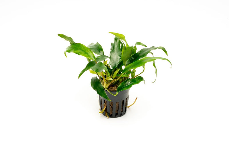 Healthy Anubias Minima aquatic plant by CPA with broad green leaves suitable for freshwater aquariums.