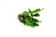Healthy Anubias Minima aquatic plant from CPA with broad green leaves, suitable for freshwater aquariums.
