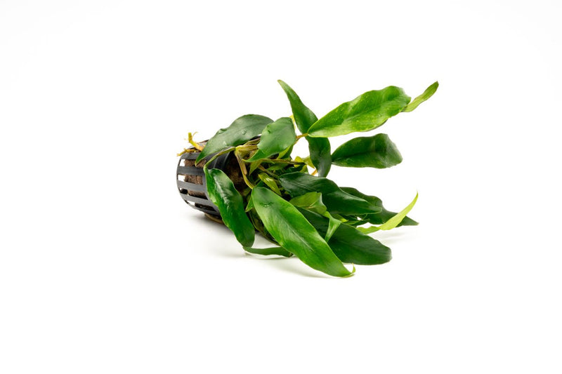 Healthy Anubias Minima aquatic plant from CPA with broad green leaves, suitable for freshwater aquariums.