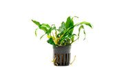 Healthy Anubias Minima aquatic plant from CPA, with broad green leaves ideal for freshwater aquarium decoration.