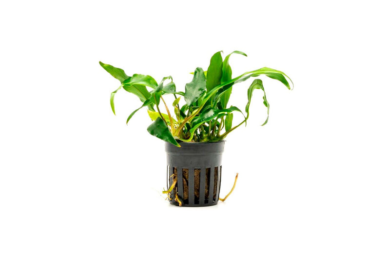 Healthy Anubias Minima aquatic plant from CPA, with broad green leaves ideal for freshwater aquarium decoration.