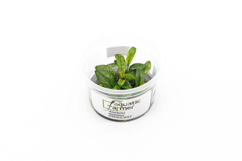 Anubias Minima Aquatic Farmer Tissue Culture Aquatic Plant - Buce Plant