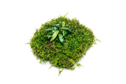 Aquatic plants Anubias Minima and Christmas Moss on Foresta Mat, ideal for freshwater aquariums, by ACW.