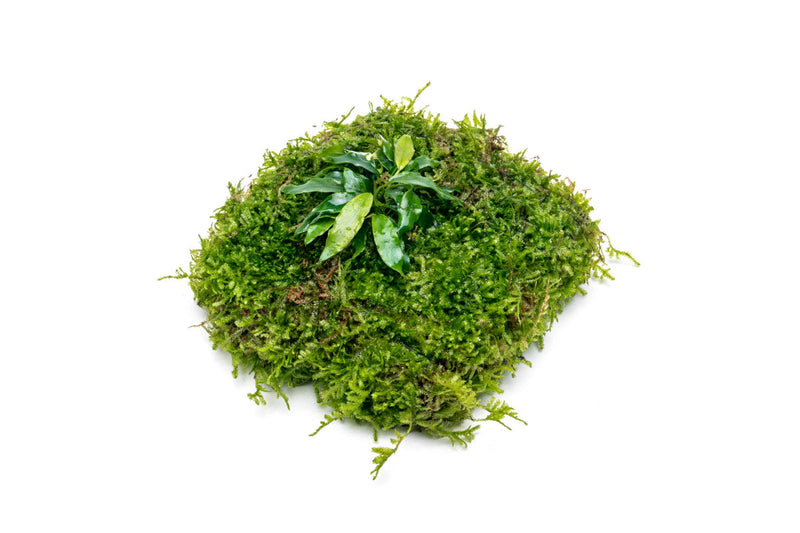 Aquatic plants Anubias Minima and Christmas Moss on Foresta Mat, ideal for freshwater aquariums, by ACW.