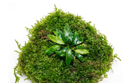 Aquatic plants Anubias Minima and Christmas Moss on Foresta Mat, ideal for freshwater aquariums, by ACW.