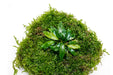 Anubias Minima & Christmas Moss - Foresta Mat