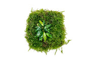 Aquatic plants Anubias Minima and Christmas Moss on Foresta Mat by ACW, ideal for freshwater aquariums.