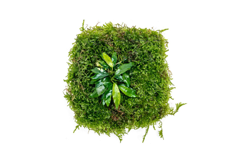 Aquatic plants Anubias Minima and Christmas Moss on Foresta Mat by ACW, ideal for freshwater aquariums.