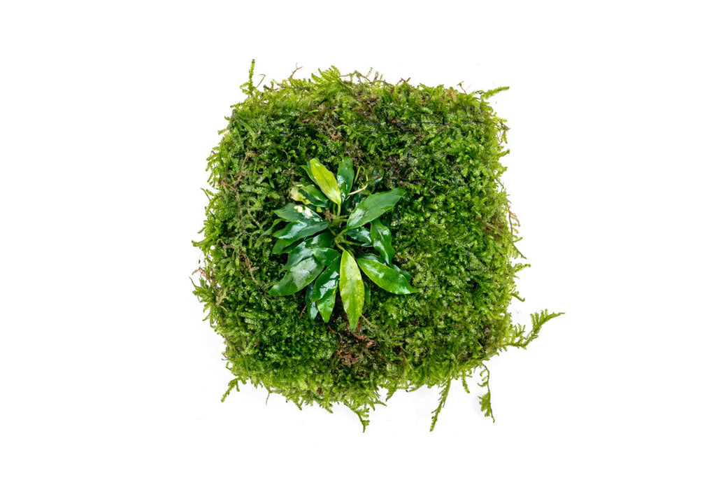 Anubias Nana & Christmas Moss - UNS Foresta Mat - Shop Buce Plant