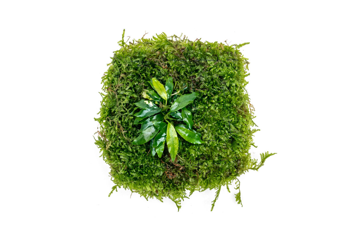Anubias Minima & Christmas Moss UNS Foresta Mat Shop Buce Plant
