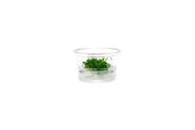 Anubias Minima Dragon Claw Tissue Culture - Small Cup Aquatic Plant - Buce Plant