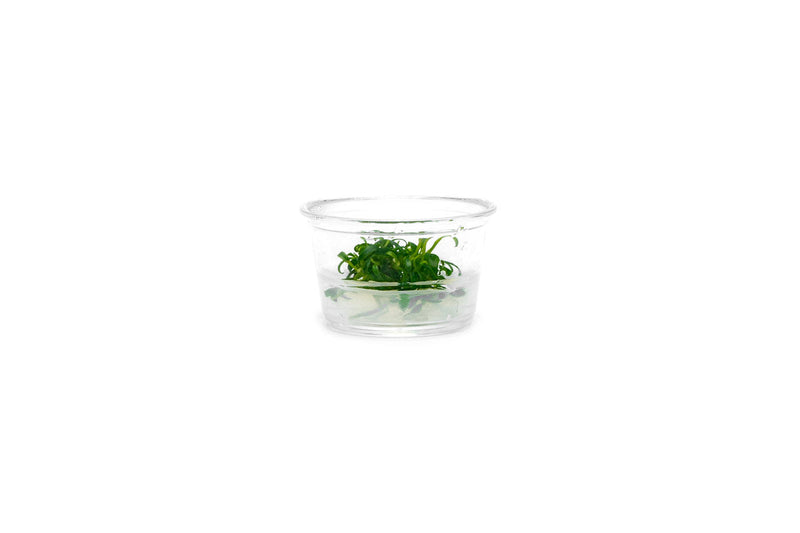 Anubias Minima Dragon Claw Tissue Culture - Small Cup Aquatic Plant - Buce Plant