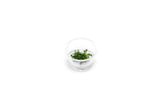 Anubias Minima Dragon Claw Tissue Culture - Small Cup Aquatic Plant - Buce Plant