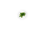 Anubias Minima Dragon Claw Tissue Culture - Small Cup Aquatic Plant - Buce Plant