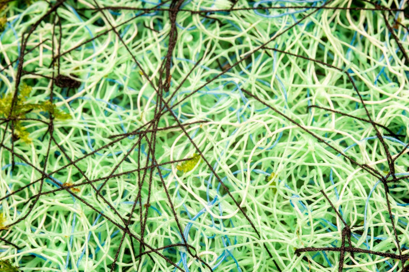 Anubias Minima aquatic plant on a Christmas moss fiber mat, showcasing green leaves and dense moss for freshwater aquariums.