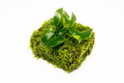 Anubias Minima aquatic plant on Christmas Moss fiber mat for freshwater aquariums, showcasing lush green foliage and dense moss.