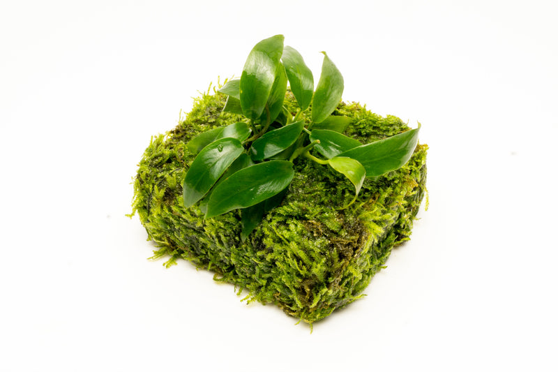 Anubias Minima aquatic plant on Christmas Moss fiber mat for freshwater aquariums, showcasing lush green foliage and dense moss.