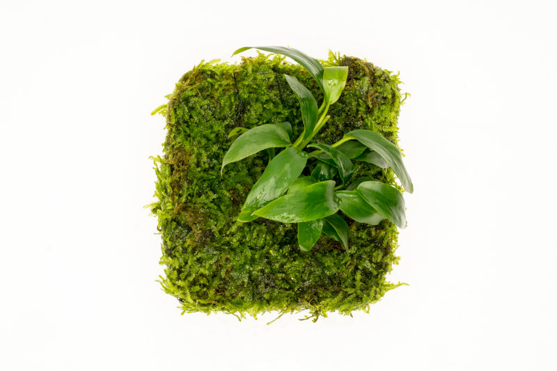 Anubias Minima aquatic plant attached to Christmas moss fiber mat for freshwater aquariums, by ACW.