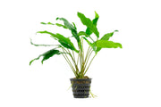 Anubias Minima aquatic plant in a mother pot, suitable for freshwater aquariums, by CPA.