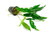 CPA Anubias Minima aquatic plant in a mother pot, with broad green leaves suitable for freshwater aquariums.