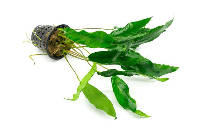 CPA Anubias Minima aquatic plant in a mother pot, with broad green leaves suitable for freshwater aquariums.