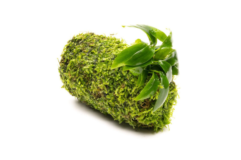 Anubias Minima on Christmas Moss Tower Aquatic Plant - Buce Plant