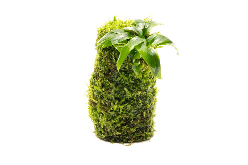 Anubias Minima on Christmas Moss Tower Aquatic Plant - Buce Plant