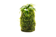 Anubias Minima on Christmas Moss Tower Aquatic Plant - Buce Plant