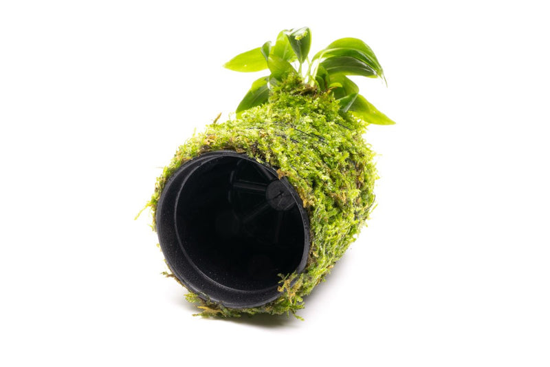 Anubias Minima on Christmas Moss Tower Aquatic Plant - Buce Plant