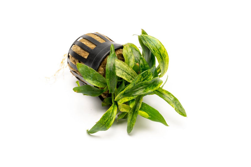 Variegated Anubias Minima aquatic plant by ACW, showing green and white patterned leaves suitable for freshwater aquariums.