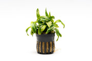 Variegated Anubias Minima aquatic plant from ACW, with green and cream variegated leaves ideal for freshwater aquariums.