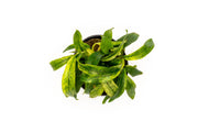 Variegated Anubias Minima aquatic plant from ACW, with green and white leaves, suitable for freshwater aquariums.