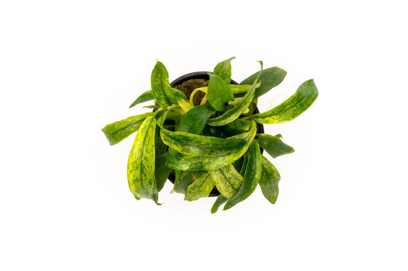 Variegated Anubias Minima aquatic plant from ACW, with green and white leaves, suitable for freshwater aquariums.
