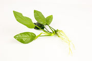 Anubias Nana Aquatic Plant - Buce Plant